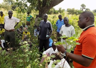 Uganda Cotton Farmers to get training in modern production