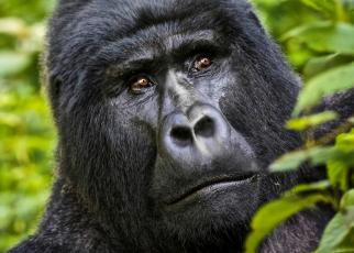 Rwanda to name Twenty three infant mountain gorillas
