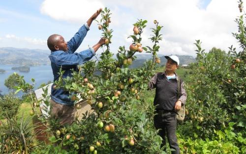 In a move aimed at protecting farmers against  bad weather, Uganda’s  Ministry of Agriculture Animal Industry and Fisheries (MAAIF) is set to roll out the National Agriculture Insurance Scheme