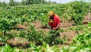Uganda confirms National Agriculture Insurance Scheme to start next year