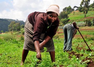 EAC small scale farmers to Benefit from a $5m capital loan: Small scale farmers from the East African Community will have reason to smile after Calvert Impact Capital