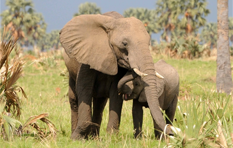 African leaders have called on international donors to commit $1 billion over the next 12 years to save Africa’s remaining elephants.