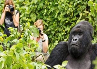 Rwanda gorilla permit pricing