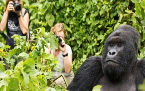 Rwanda gorilla permit pricing