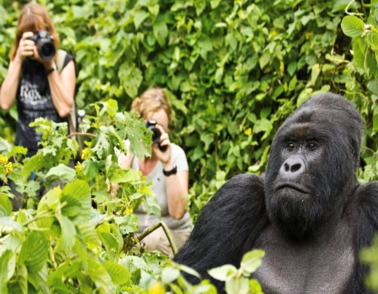 Rwanda gorilla permit pricing