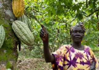 Cocoa farmers in Uganda are up in arms after they noticed an increase in fake Cocoa seedlings on the market which they say are being supplied by the Government-backed programme of Operation Wealth Creation.