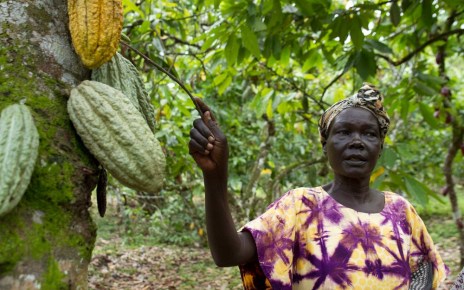 Cocoa farmers in Uganda are up in arms after they noticed an increase in fake Cocoa seedlings on the market which they say are being supplied by the Government-backed programme of Operation Wealth Creation.