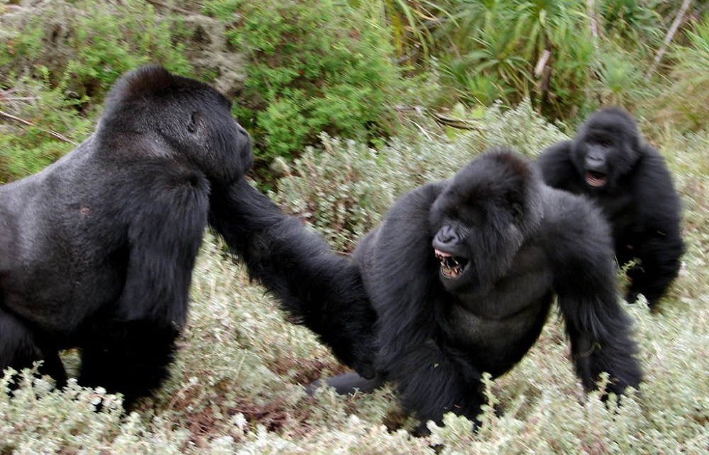 mountain gorillas are the leading tourist attraction in Rwanda, pulling crowds of tourists across the world.