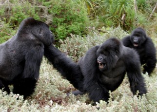 mountain gorillas are the leading tourist attraction in Rwanda, pulling crowds of tourists across the world.