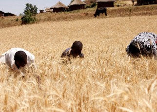 Uganda’s economy has rebounded strongly to 6.1% in FY17/18, up from 3.9% the previous year, and the country’s positive growth is expected to continue, according to the latest edition of the Uganda Economic Update released by the World Bank.
