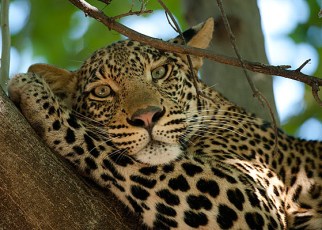 Wild life is one of the best features of Botswana