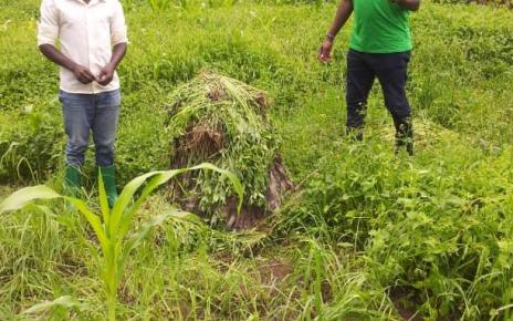 Ahereza has since more than doubled his yields: this season harvesting five 100 kg bags of maize compared with two bags per season previously