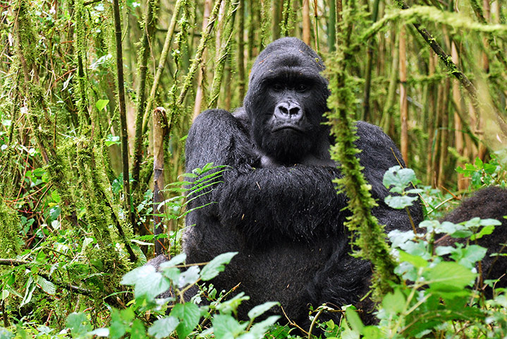 The Fliggy platform allows Rwandan tour operators and hotels to aggressively create awareness and sell Rwandan tourism products and services to the Chinese outbound tourists.