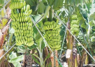 The government is already reaching out to farmers to take advantage of this new development.