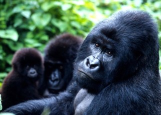 With Uganda’s Tourism sector steadily growing over the years, 2018, can be declared by all tourism promoters and enthusiasts as the ever best year the country has ever received the largest number of tourists.