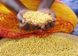 The importance of developing improved varieties of seed, offering better nutritional value and supporting crop diversity is echoed in a recent report by the EAT–Lancet Commission.