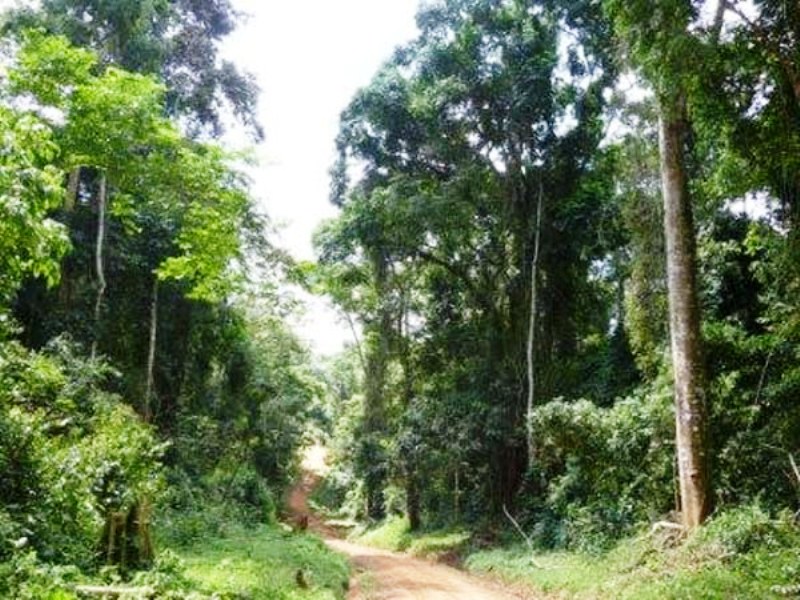 Bugoma Central Forest Reserve in Hoima District