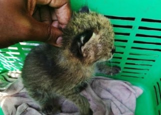 A humble family living among local communities that neighbour Murchison Falls National Park in Masindi district have rescued a leopard cub believed to have been left behind by its mother.