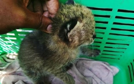 A humble family living among local communities that neighbour Murchison Falls National Park in Masindi district have rescued a leopard cub believed to have been left behind by its mother.