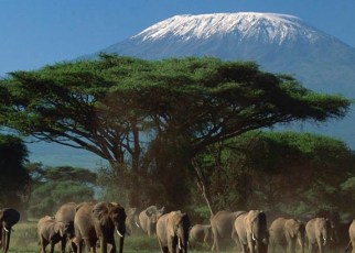 African Elephant (Loxodonta africana) herd in front of Mount Kilimanjaro, Amboseli National Park, Kenya