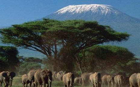 African Elephant (Loxodonta africana) herd in front of Mount Kilimanjaro, Amboseli National Park, Kenya