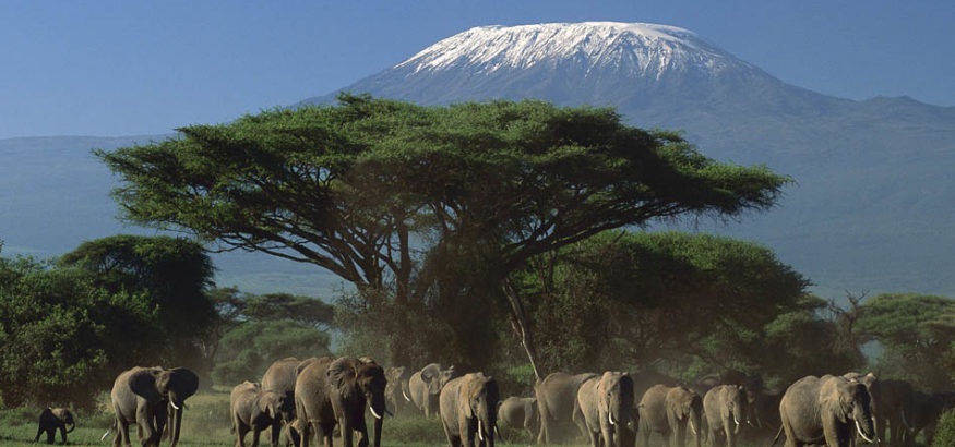 African Elephant (Loxodonta africana) herd in front of Mount Kilimanjaro, Amboseli National Park, Kenya
