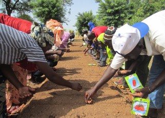 Maize dominates breeding programs in the region as twice as many companies have active breeding programs for maize as for other important crops, such as dry beans, soybean and tomato.