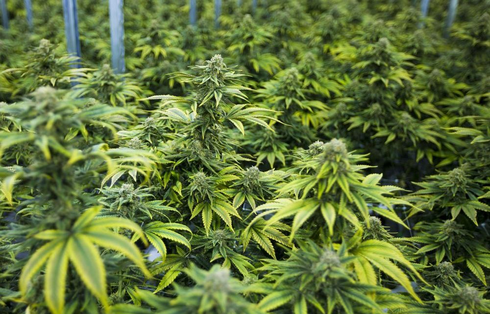 Uganda has with immediate effect halted the issuing of an investment license to an Israel firm, Together Pharma Limited, who had reportedly secured land in Kasese to cultivate medical cannabis popularly known as marijuana on a commercial scale.