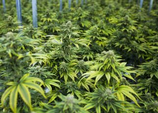 Uganda has with immediate effect halted the issuing of an investment license to an Israel ﬁrm, Together Pharma Limited, who had reportedly secured land in Kasese to cultivate medical cannabis popularly known as marijuana on a commercial scale.