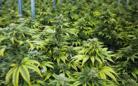 Uganda has with immediate effect halted the issuing of an investment license to an Israel ﬁrm, Together Pharma Limited, who had reportedly secured land in Kasese to cultivate medical cannabis popularly known as marijuana on a commercial scale.