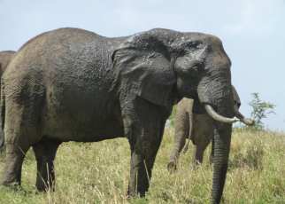 The elephant population in the Queen Elizabeth National Park was recently reported by UWA as young and healthy, numbering over 3000 individuals