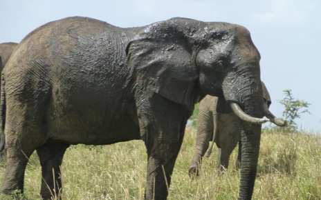 The elephant population in the Queen Elizabeth National Park was recently reported by UWA as young and healthy, numbering over 3000 individuals