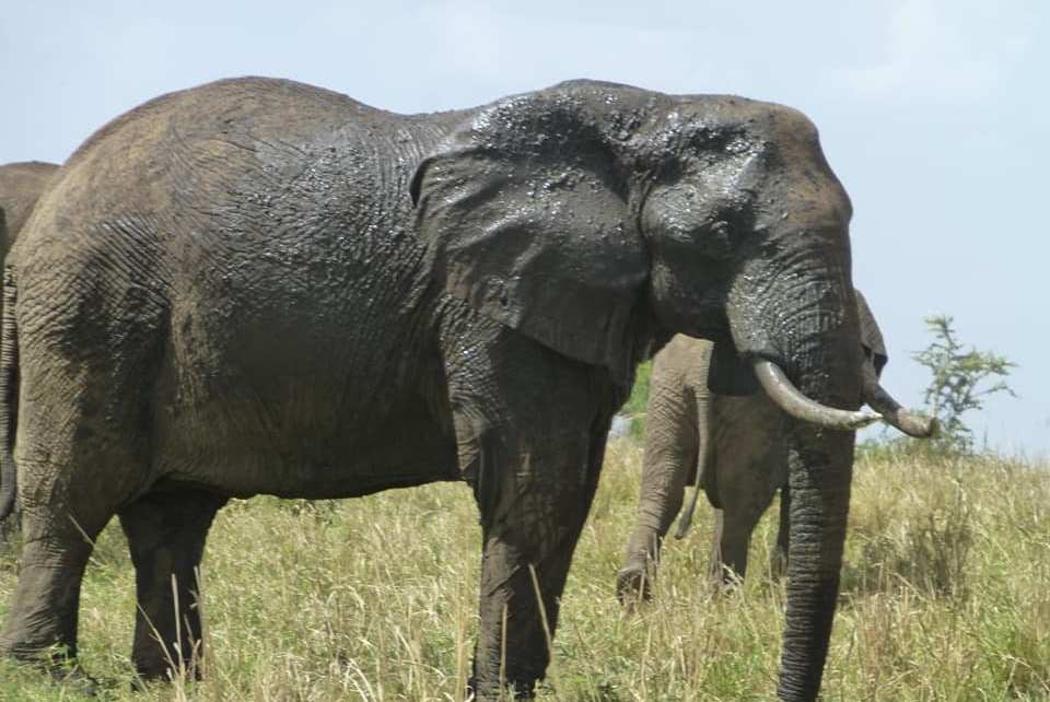 The elephant population in the Queen Elizabeth National Park was recently reported by UWA as young and healthy, numbering over 3000 individuals
