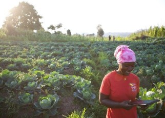 Africa has about 600 million hectares of arable land