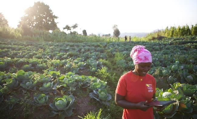 Africa has about 600 million hectares of arable land