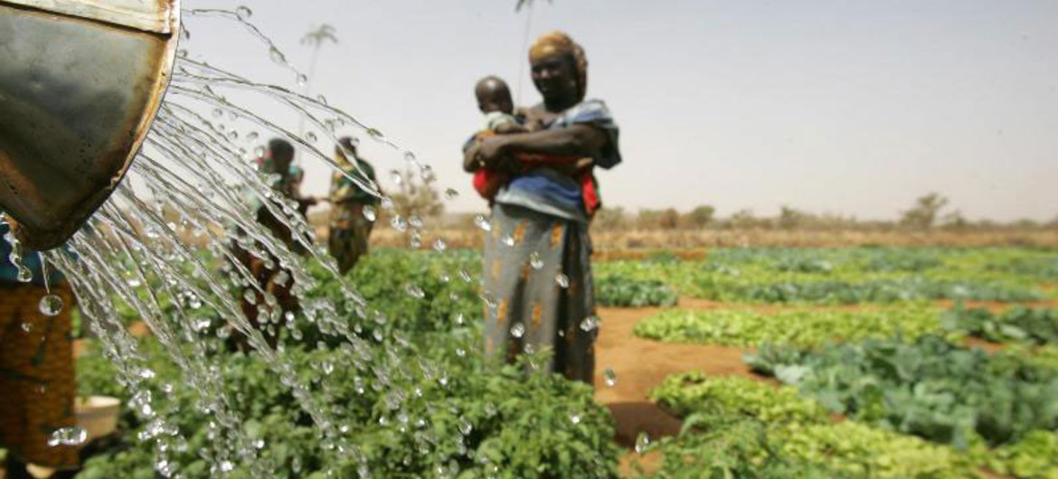 The report also warns that Africa needs to tackle the IT skills and digital literacy gap, especially amongst farmers