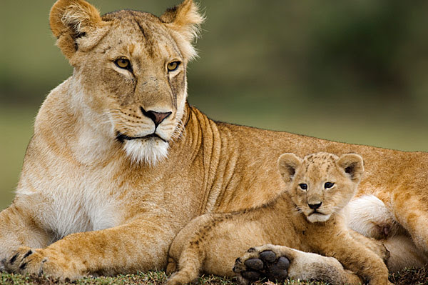 Serengeti National Park in Tanzania held onto first place, for the third year in a row.