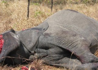 The Uganda Wildlife Bill 2017, which was passed by Parliament early this year,  has been finally assented to by President Yoweri Museveni spelling doom for poachers and wildlife traffickers.