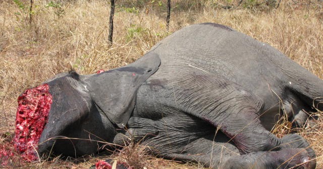 The Uganda Wildlife Bill 2017, which was passed by Parliament early this year,  has been finally assented to by President Yoweri Museveni spelling doom for poachers and wildlife traffickers.