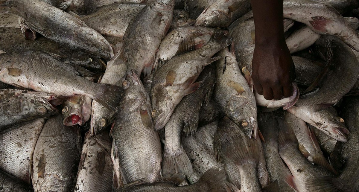 Fish accounts for more than one-fifth of the protein intake of African south of the Sahara and provides a livelihood to millions of people