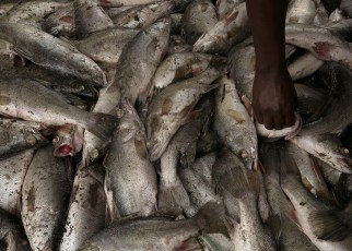 Fish accounts for more than one-fifth of the protein intake of African south of the Sahara and provides a livelihood to millions of people