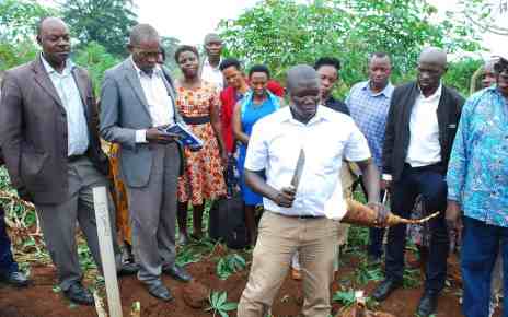 Jude Aleu. Trial Manager of GM cassava at NaCRRI showing how so clean the tuber from a GM cassava