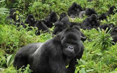 Revenue from Gorilla trekking in Volcanoes National Park grew by 25 per cent in 2018  to $19.2M from the previous year, according to latest data from the Rwanda Development Board.