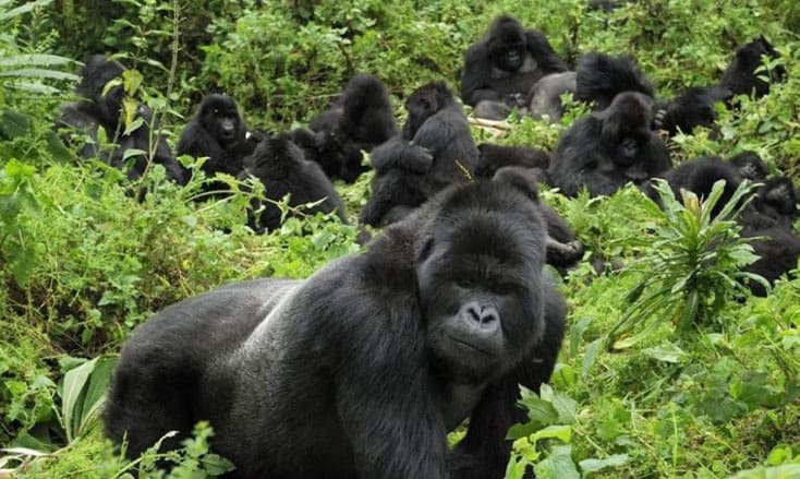 Revenue from Gorilla trekking in Volcanoes National Park grew by 25 per cent in 2018 to $19.2M from the previous year, according to latest data from the Rwanda Development Board.