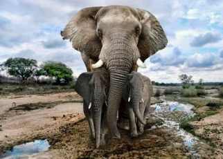 african elephant