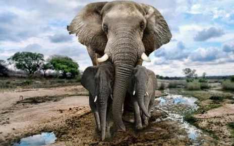 african elephant