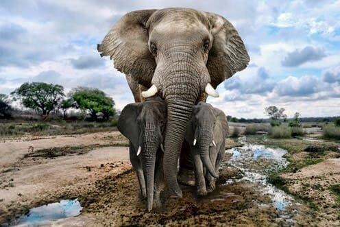 african elephant