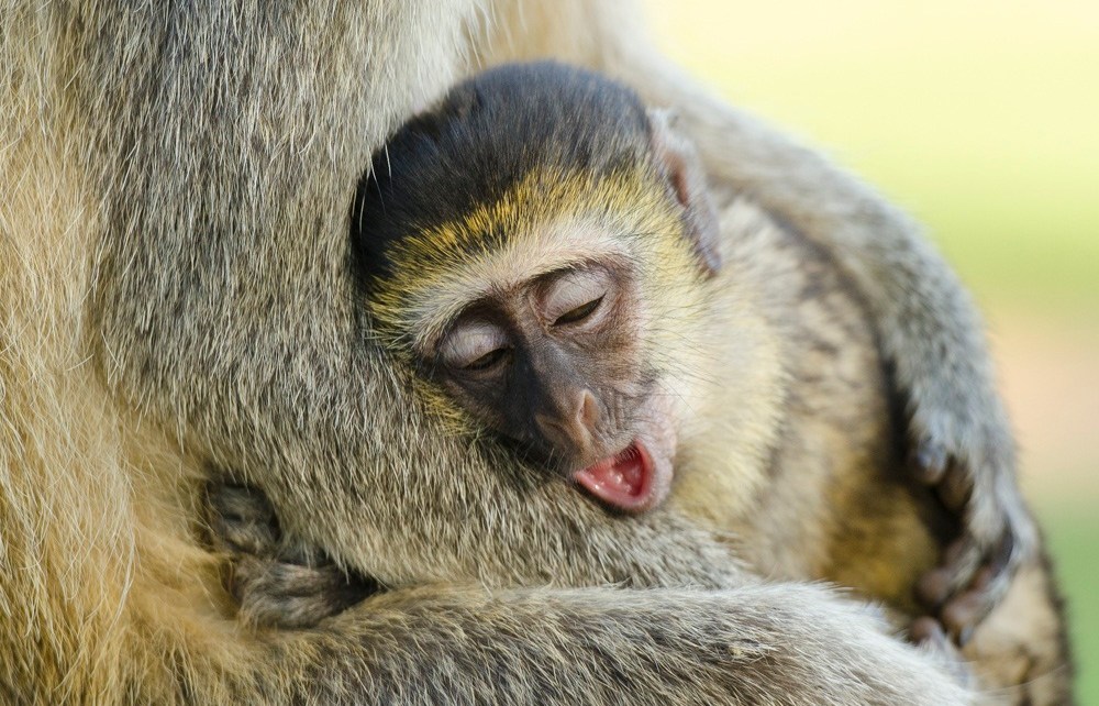Uganda’s Prime Minister Dr Ruhakana has noted that the country still needs to do more in as far as the protection of its primates is concerned.