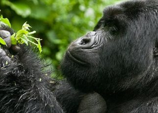 With Uganda already finalizing plans to table an amendment to the 2014 Anti-Homosexuality Act, several international media and newswires have come up to suggest that the proposed amendment will hurt Uganda’s tourism sector.