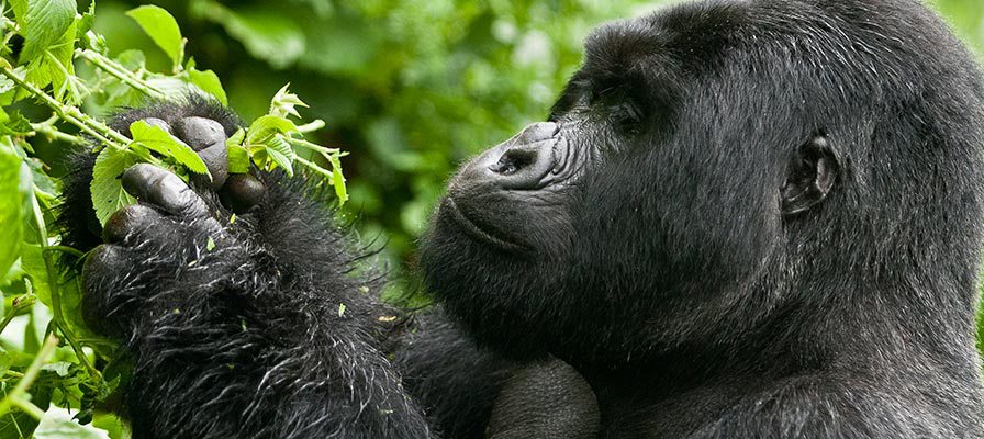 With Uganda already finalizing plans to table an amendment to the 2014 Anti-Homosexuality Act, several international media and newswires have come up to suggest that the proposed amendment will hurt Uganda’s tourism sector.